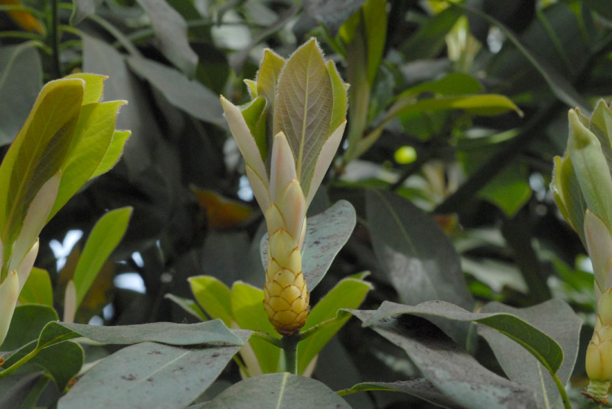 Lauraceae Persea 