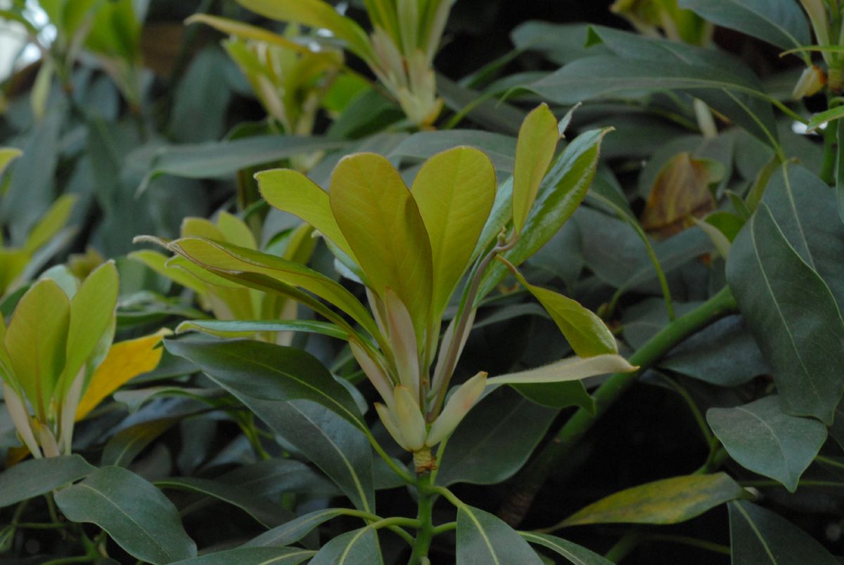 Lauraceae Persea 