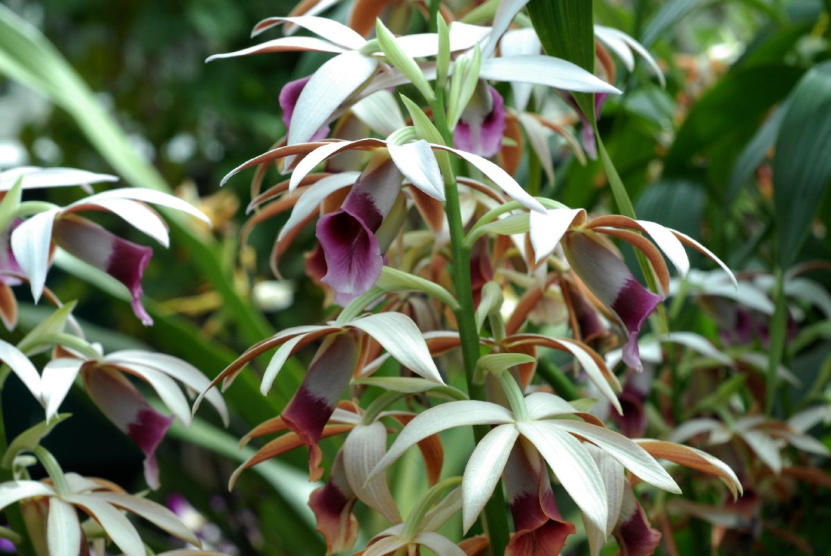 Orchidaceae Phiaus tankervilleae