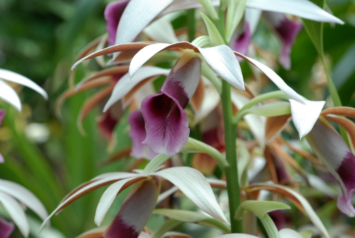 Orchidaceae Phiaus tankervilleae