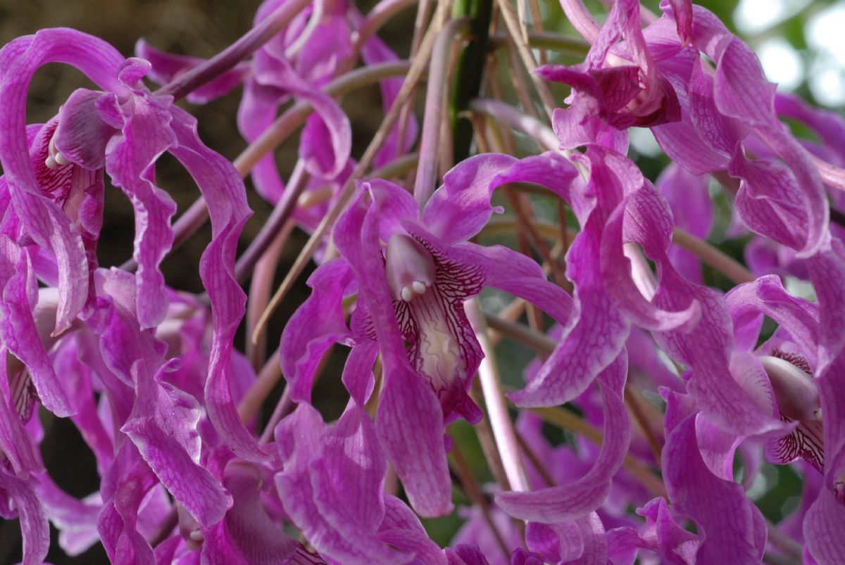 Orchidaceae Schomburgkia superiens