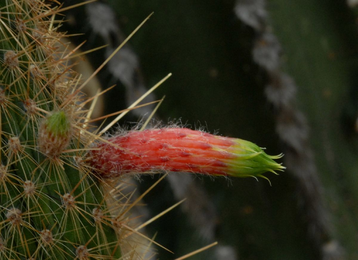 Cactaceae Cleistocactus smaragdiflorus