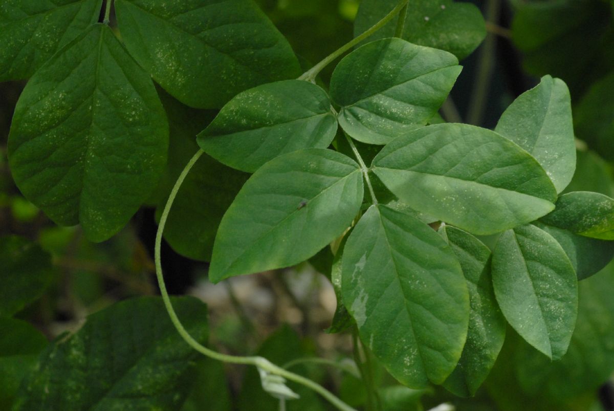 Fabaceae Clitoria ternatea