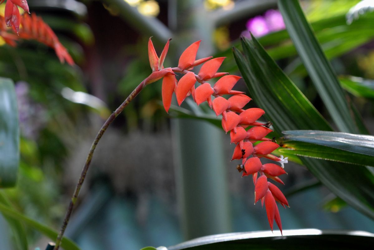 Bromeliaceae Tillandsia dyeriana