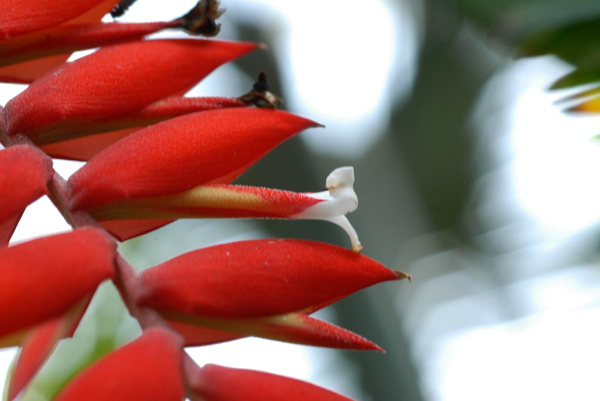 Bromeliaceae Tillandsia dyeriana