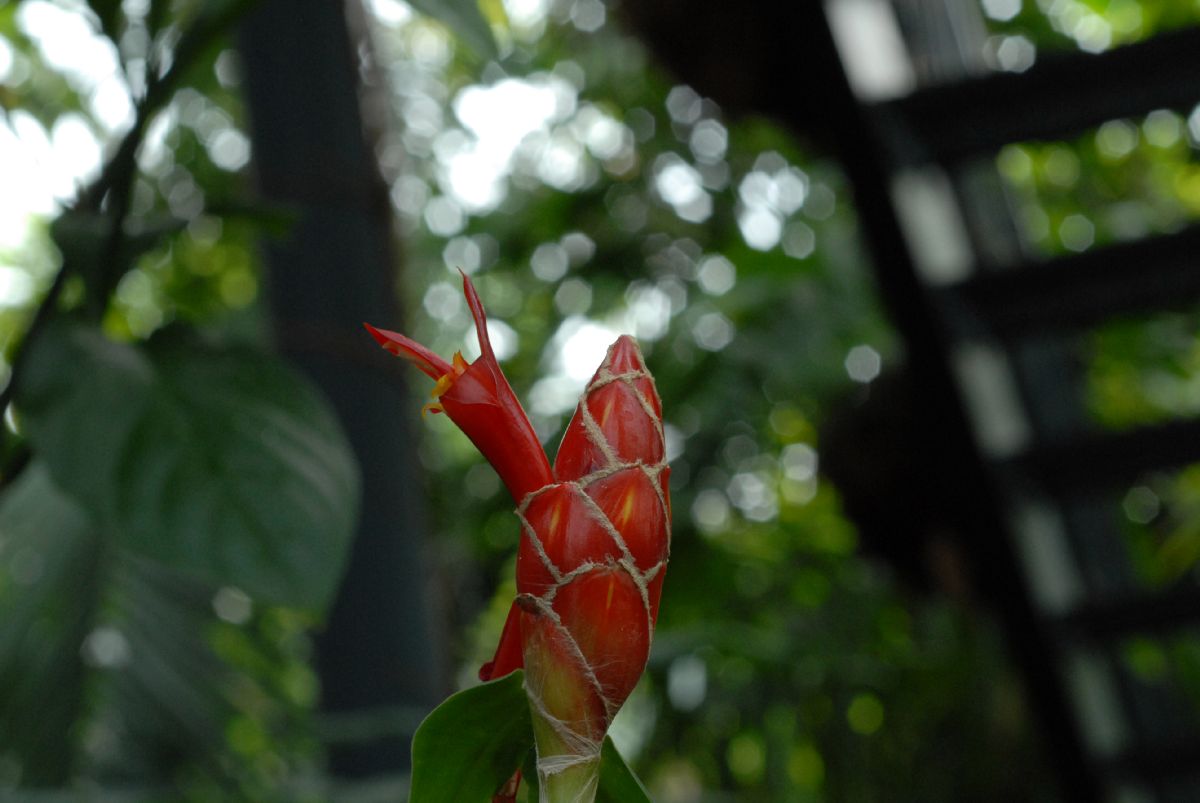 Costaceae Costus pulverulentus