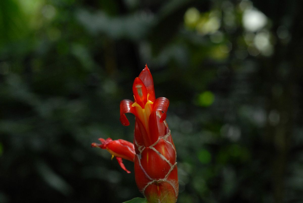 Costaceae Costus scaber