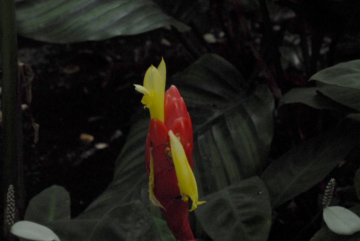 Costaceae Costus stenophyllus