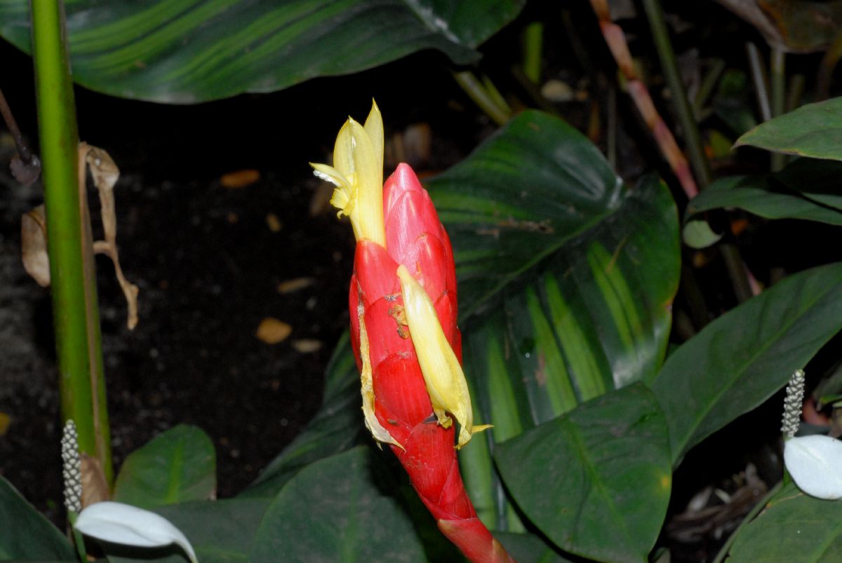 Costaceae Costus stenophyllus