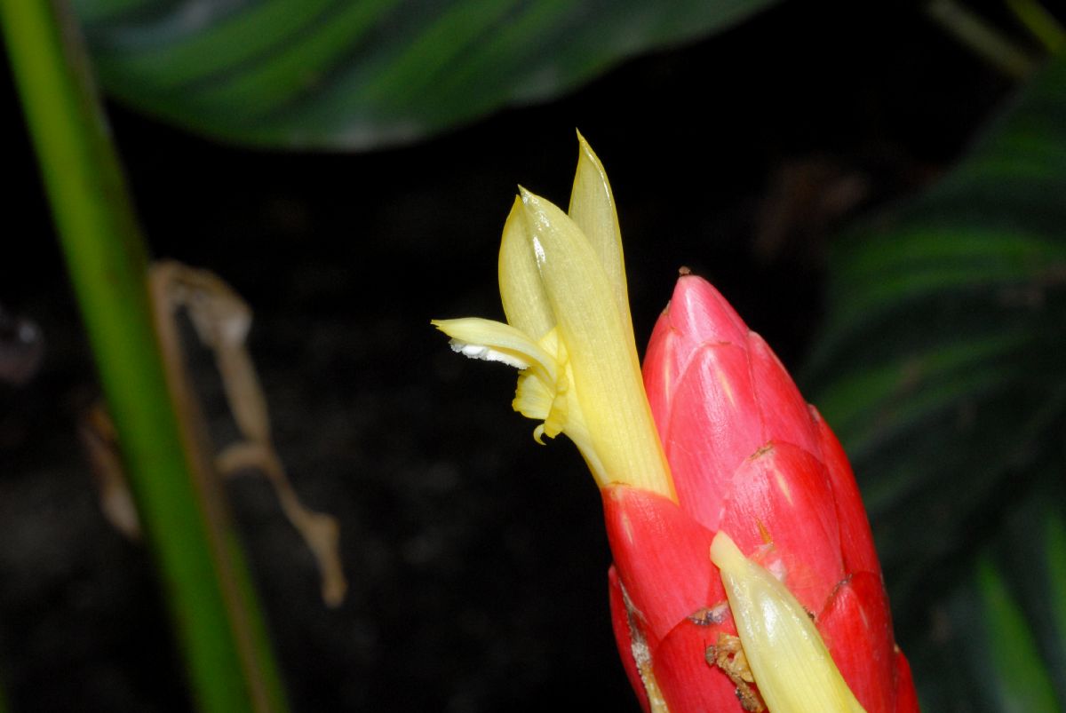 Costaceae Costus stenophyllus