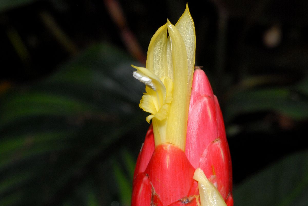 Costaceae Costus stenophyllus