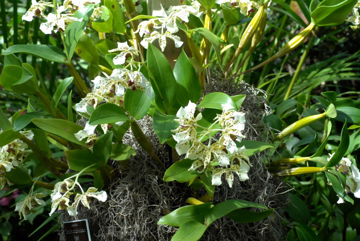 Orchidaceae Dendrobium atroviolaceum