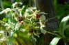 image of Dendrobium atroviolaceum