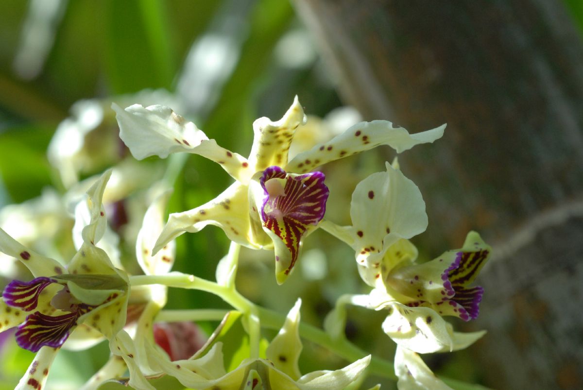 Orchidaceae Dendrobium atroviolaceum