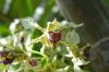 image of Dendrobium atroviolaceum