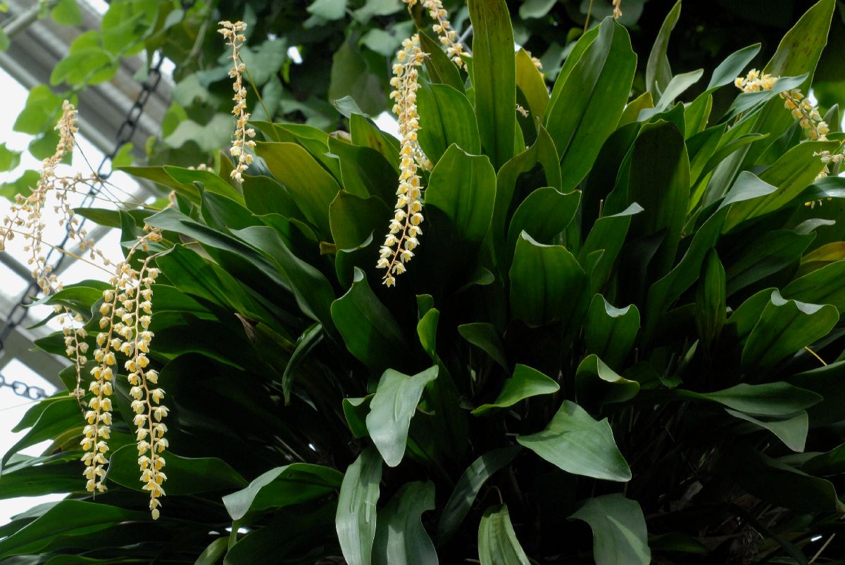Orchidaceae Dendrochilum cobbianum