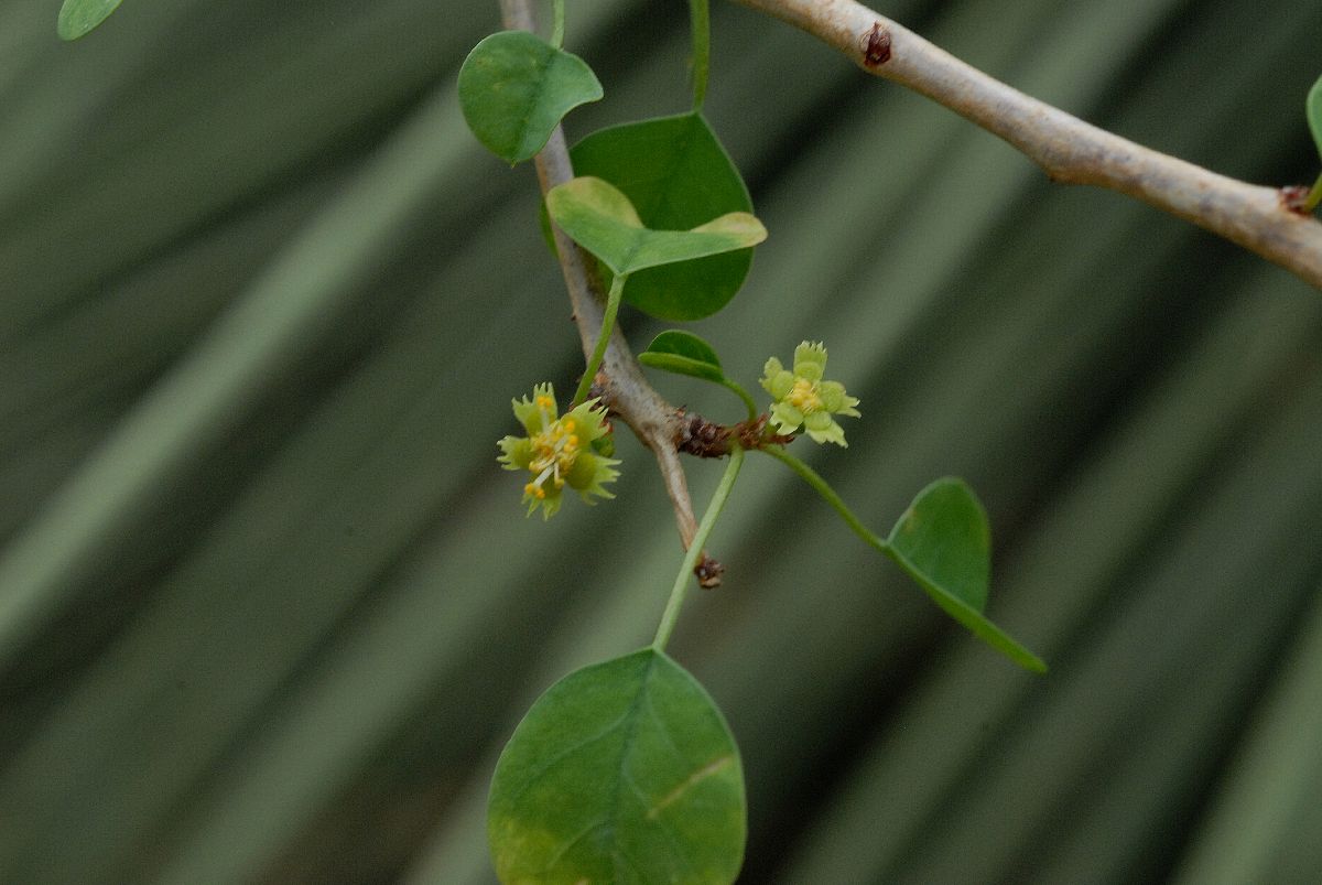 Euphorbiaceae Euphorbia misera
