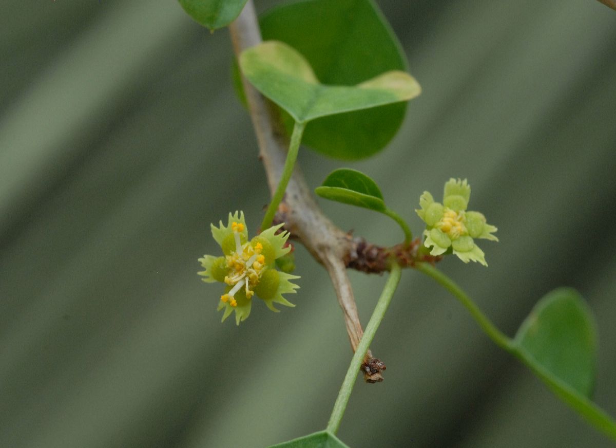 Euphorbiaceae Euphorbia misera