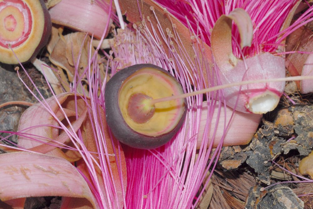 Bombacaceae Pseudobombax ellipticum