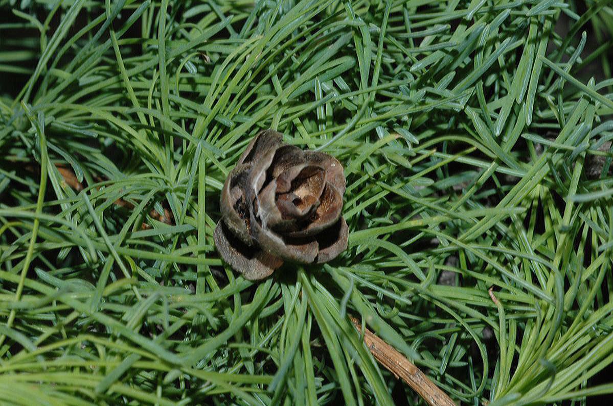 Pinaceae Larix laricina
