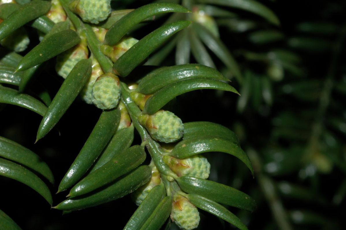Taxaceae Torreya nucifera