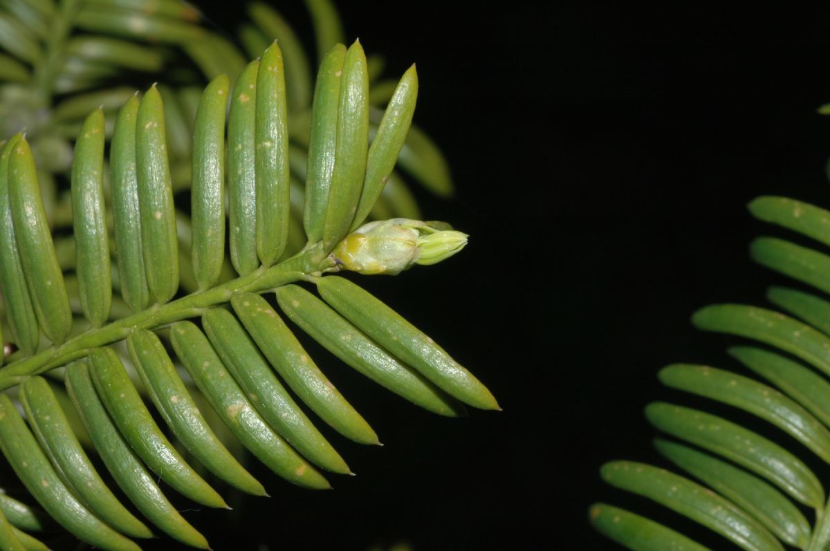 Taxaceae Torreya nucifera