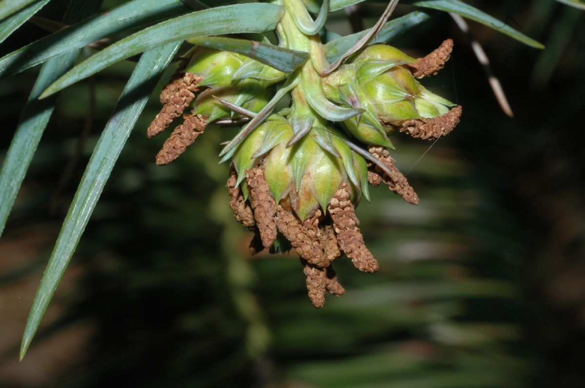 Cupressaceae Cunninghamia lanceolata