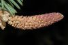 image of Picea asperata