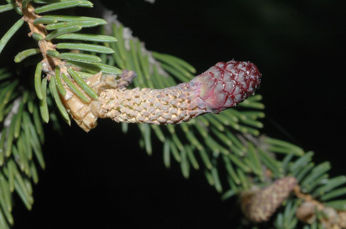 Pinaceae Picea asperata