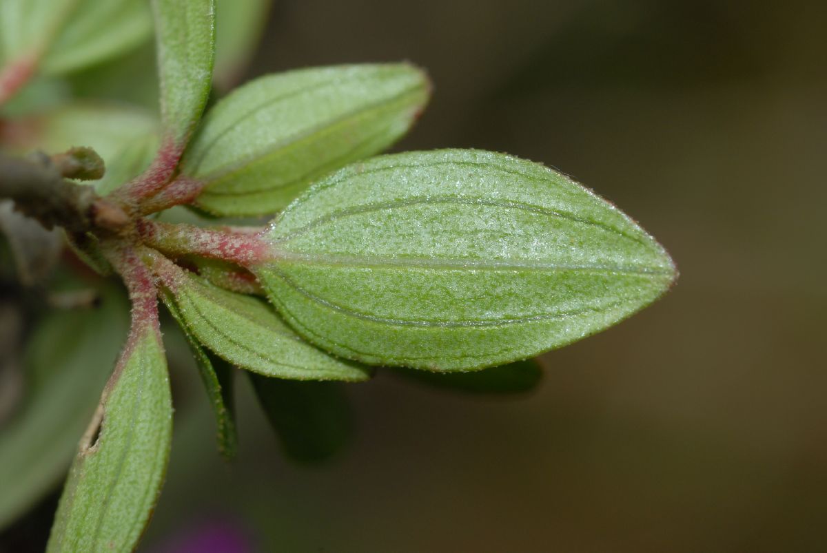 Melastomataceae Monochaetum 