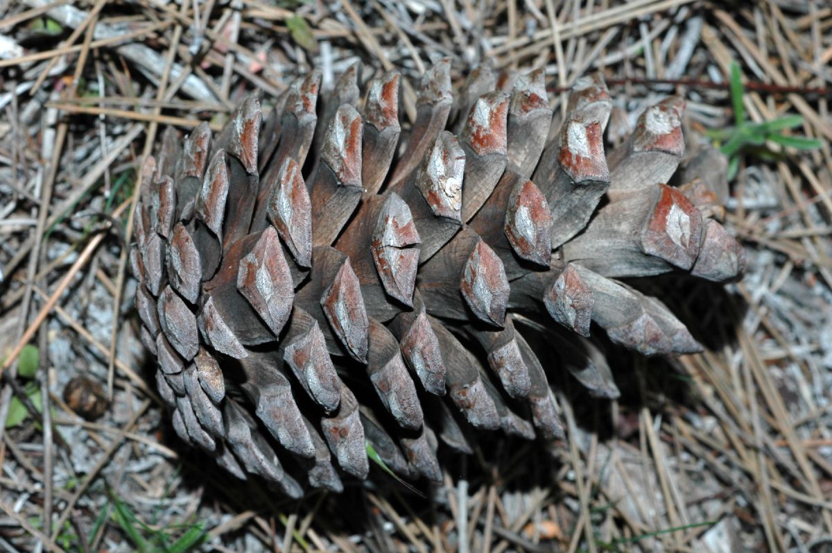 Pinaceae Pinus brutia