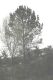 image of Pinus brutia