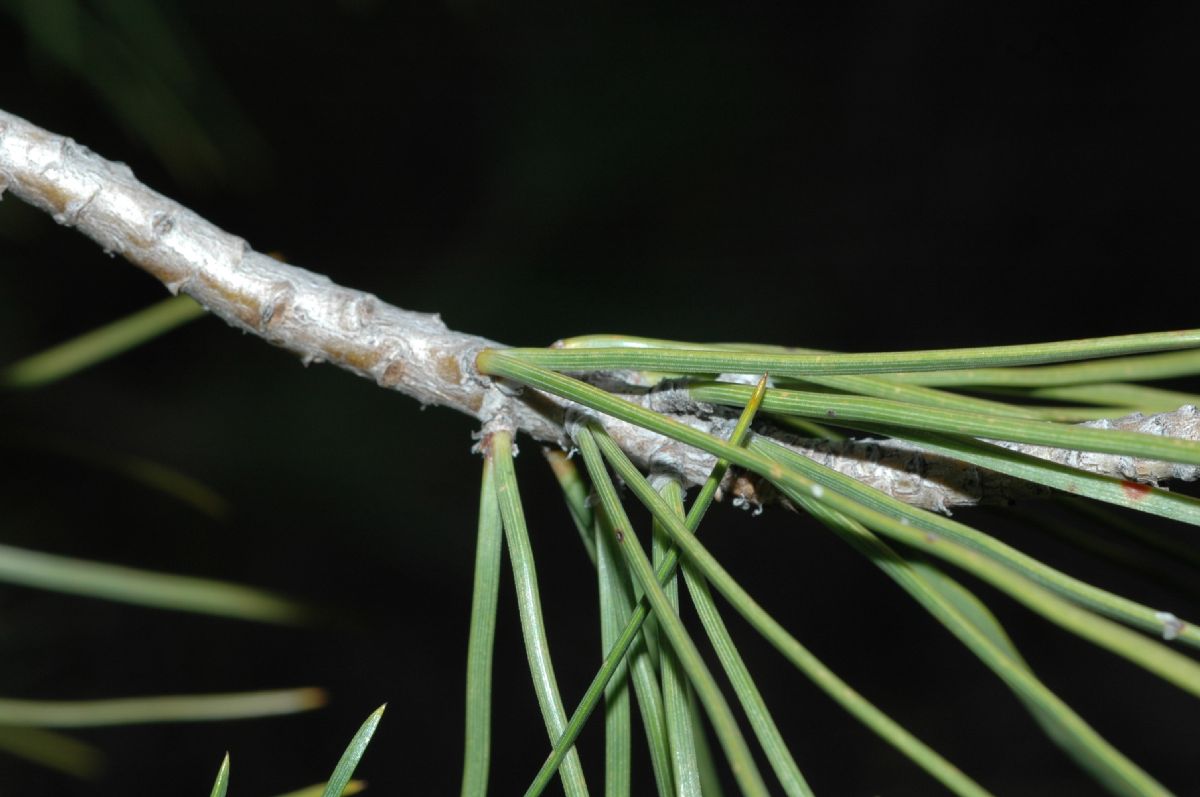 Pinaceae Pinus brutia