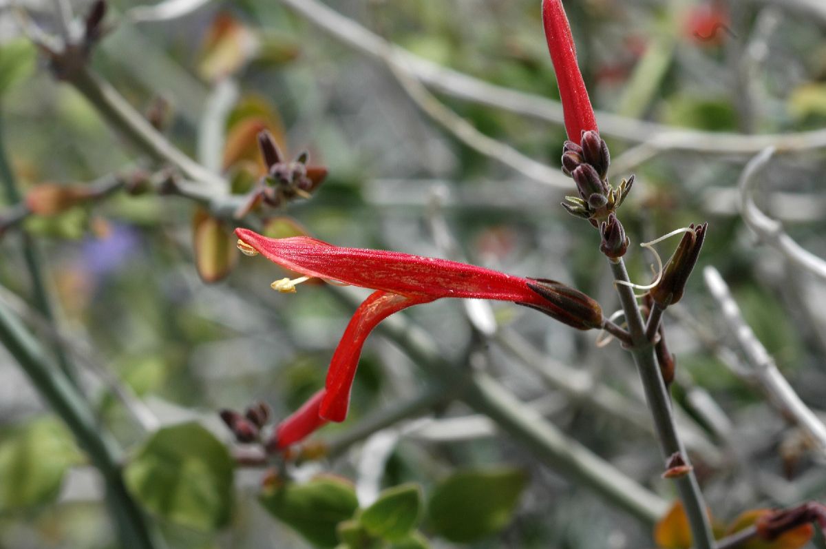 Acanthaceae Justicia californica