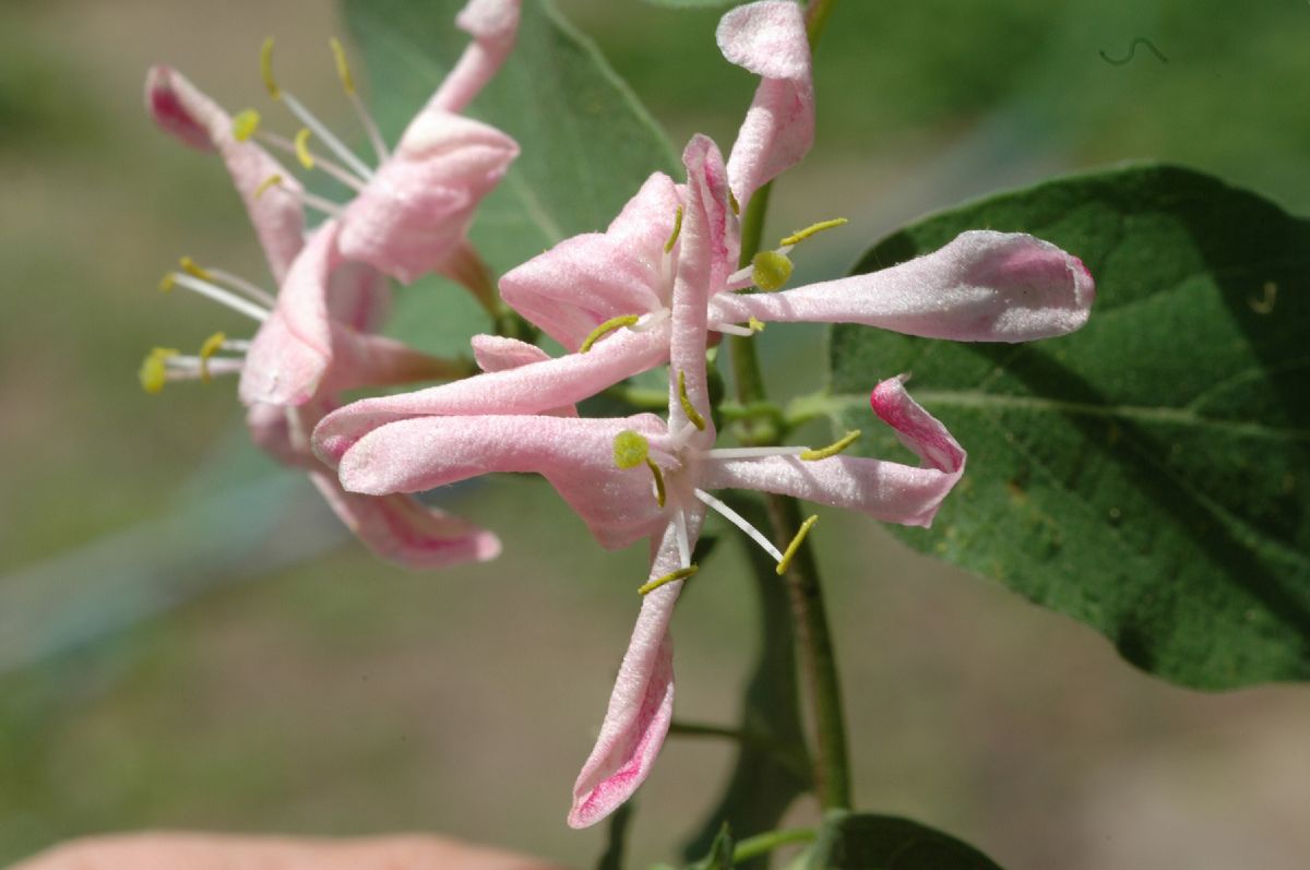 Caprifoliaceae Lonicera tatarica