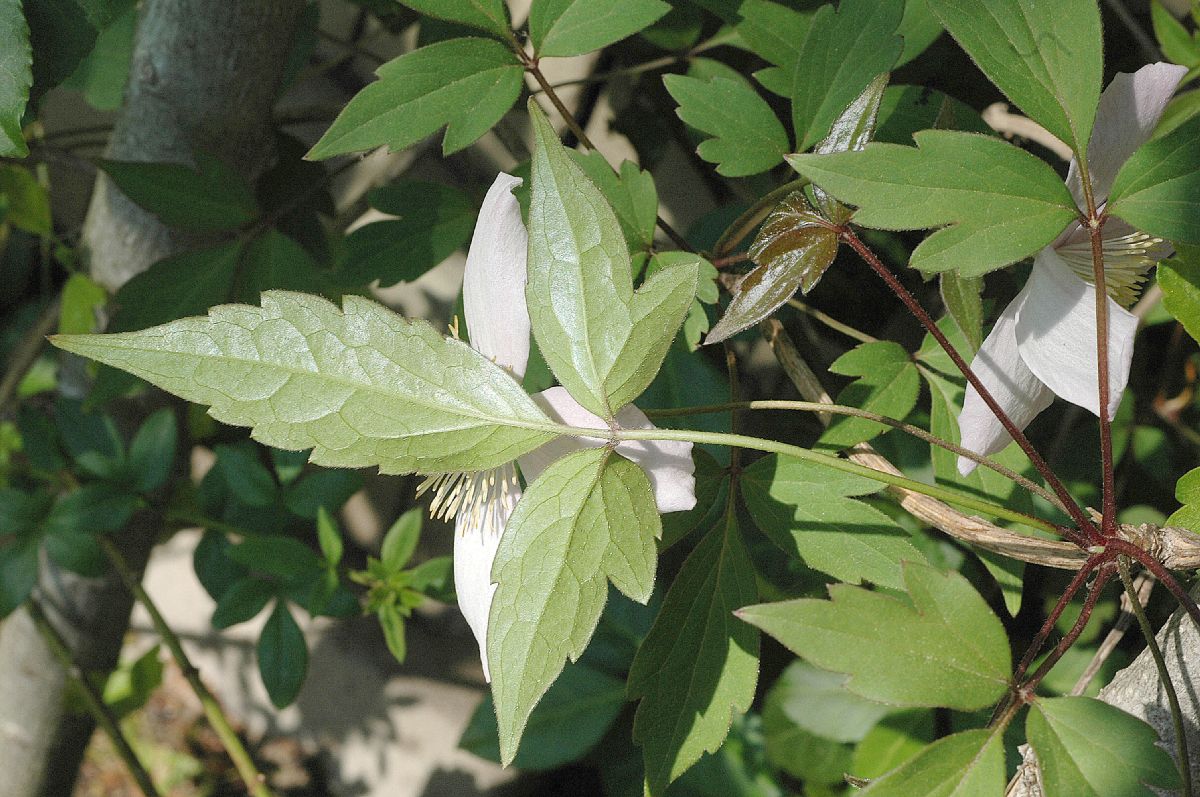 Ranunculaceae Clematis montanum