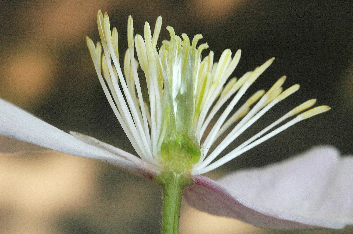 Ranunculaceae Clematis montanum