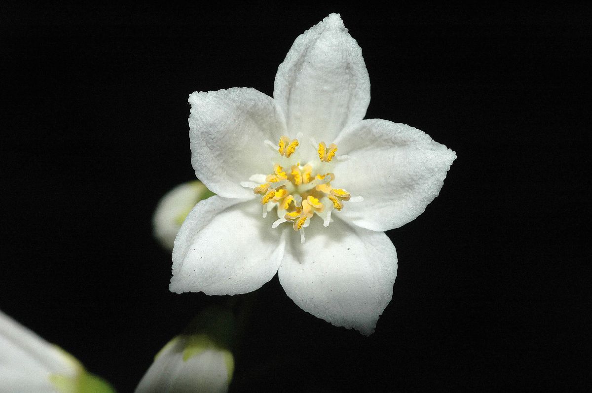 Hydrangeaceae Deutzia gracilis