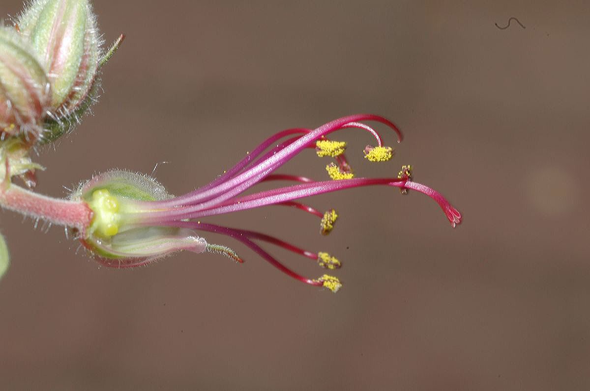 Geraniaceae Geranium macrorhizum