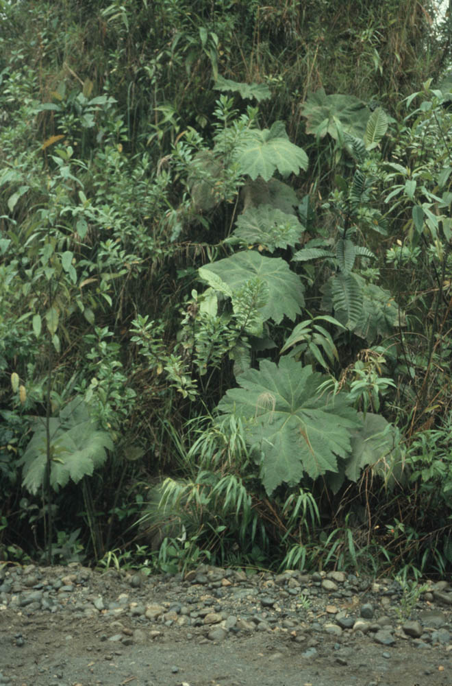 Gunneraceae Gunnera brephogea