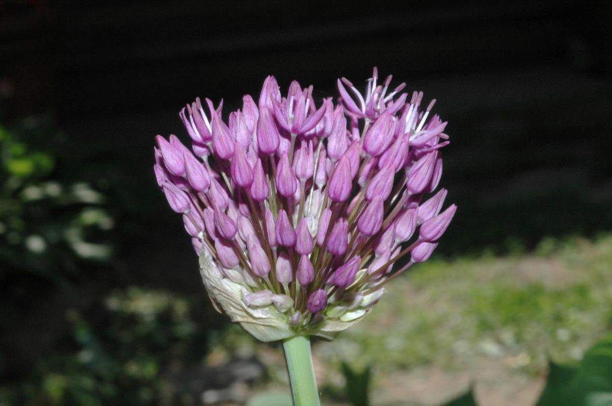 Amaryllidaceae Allium caeruleum