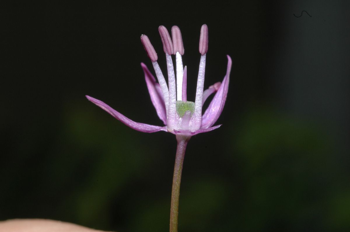 Amaryllidaceae Allium caeruleum