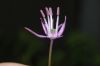 image of Allium caeruleum