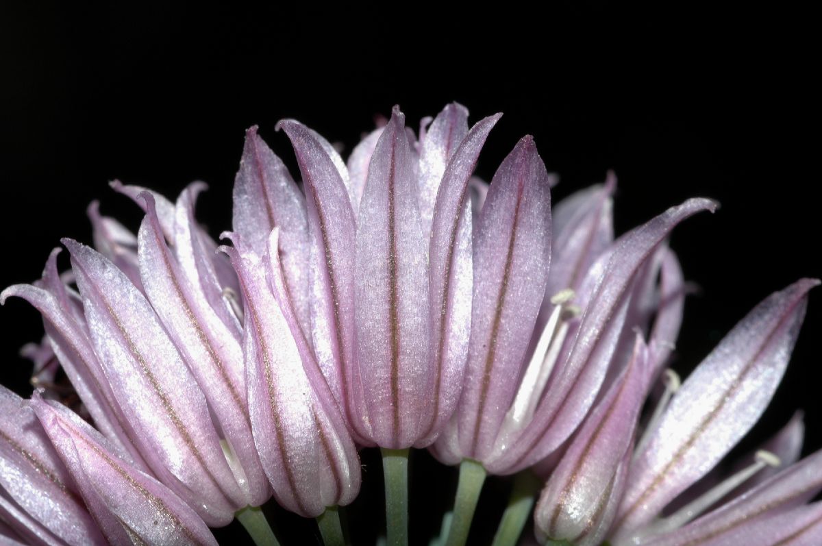 Amaryllidaceae Allium schoenoprasum