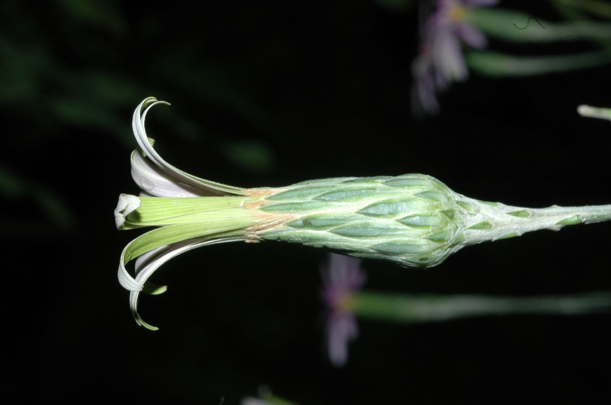 Asteraceae Onoseris weberbaureri