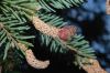 image of Picea asperata