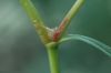 image of Persicaria polystachya