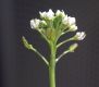image of Lepidium sativum