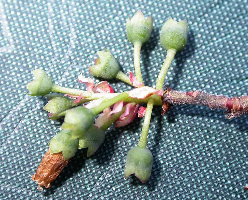 Ericaceae Vaccinium myrtilloides
