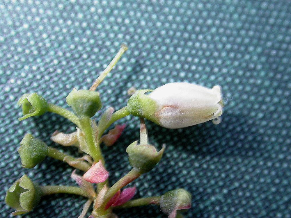 Ericaceae Vaccinium myrtilloides